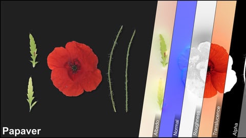 Photometric Scan Vegetation - Papaver - Flower Kit 1 & 2