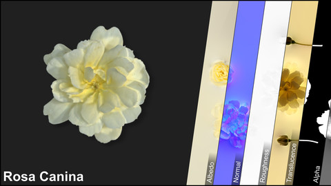 Photometric Scan Vegetation - Rosa Canina - Flower Yellow Kit 1