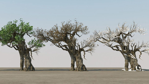 Ancient tree (four seasons)