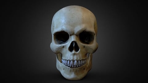 Human skull