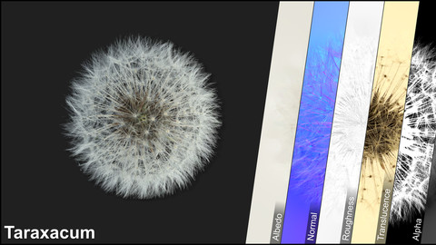 Photometric Scan Vegetation - Taraxacum - Seed Flower 1
