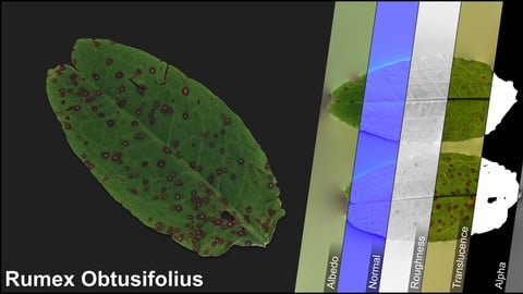 Photometric Scan Vegetation - Rumex Obtusifolius - Leaves 1