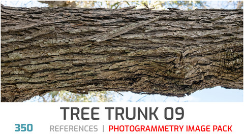 Tree Trunk #9  Photogrammetry image pack