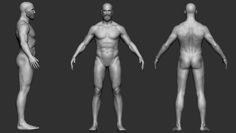 Anatomy BASE MESH with Subdivisións - Male