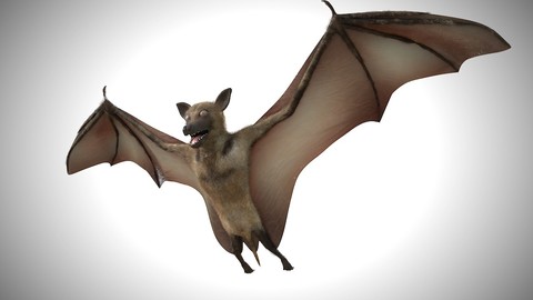 Bat Bird Rigged Low Poly PBR Textures