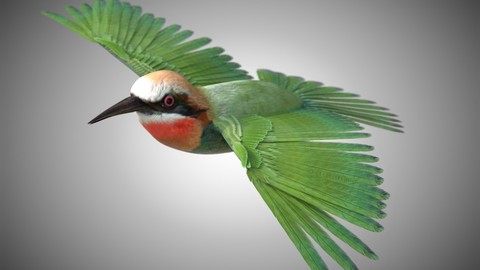Bee Eater Bird Rigged Low Poly PBR Textures