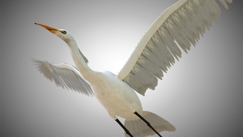 Egret Bird Rigged PBR