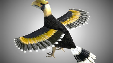 Horn bill Bird Rigged PBR