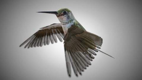 Humming Bird Rigged PBR