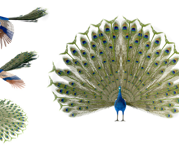 Peacock Feather - Modeling - Blender Artists Community