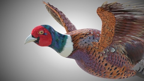 Pheasant Bird Rigged PBR