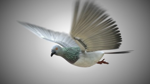 Pigeon Bird Rigged PBR