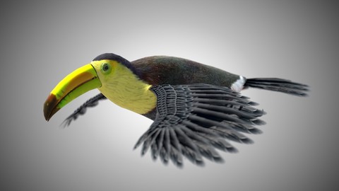 Toucan Bird Rigged PBR