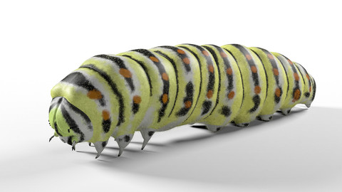 Caterpillar Insect Rigged PBR