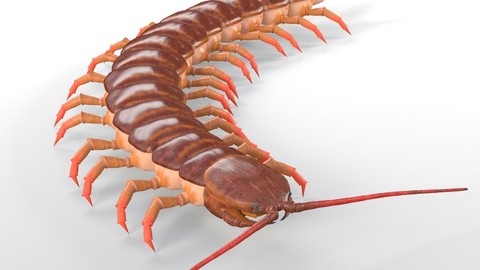 Centipede Insect Rigged PBR