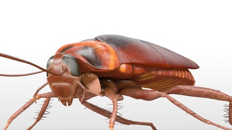 Cockroach Insect Rigged PBR