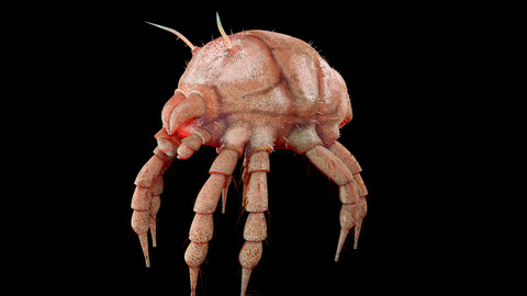 Dust mite Insect Rigged PBR