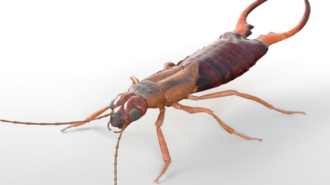 Earwig Insect Rigged PBR