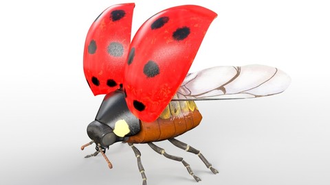 Ladybug Insect Rigged PBR