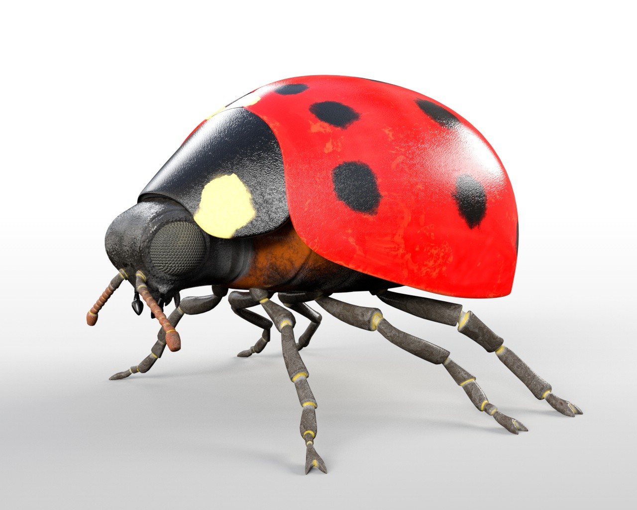 Ladybug 3d. Lady Bug insect.