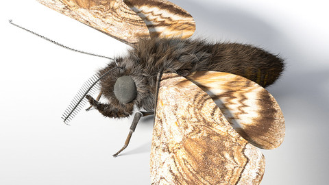 Moth Insect Rigged PBR