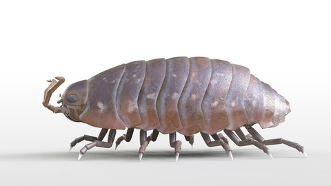 Pill bug Insect Rigged PBR