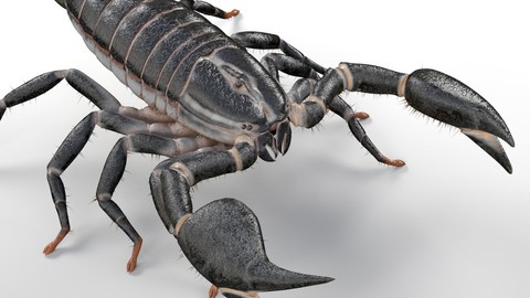 Scorpion Insect Rigged PBR