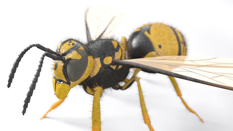 Wasp Hornet Rigged PBR