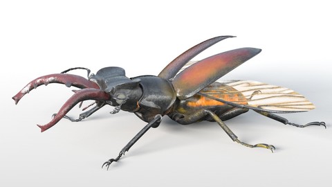Stag Beetle Insect Rigged PBR