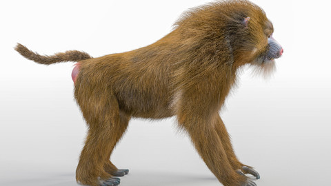 Baboon Monkey Rigged Hair Fur