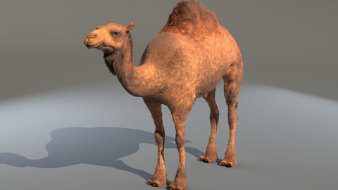Camel Rigged Hair Fur