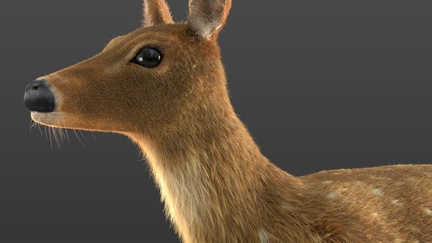 Chital Deer Hair Fur Rigged