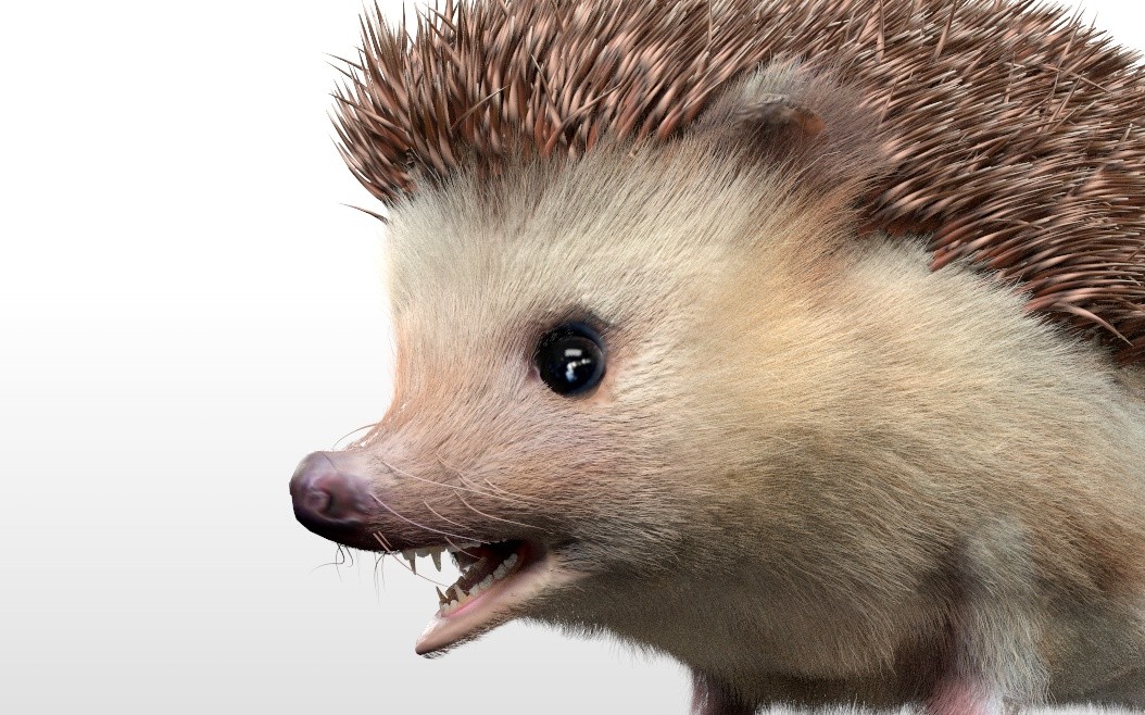 Hedgehogs мод. Еж модель.