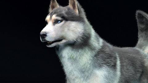 Husky Dog Rigged