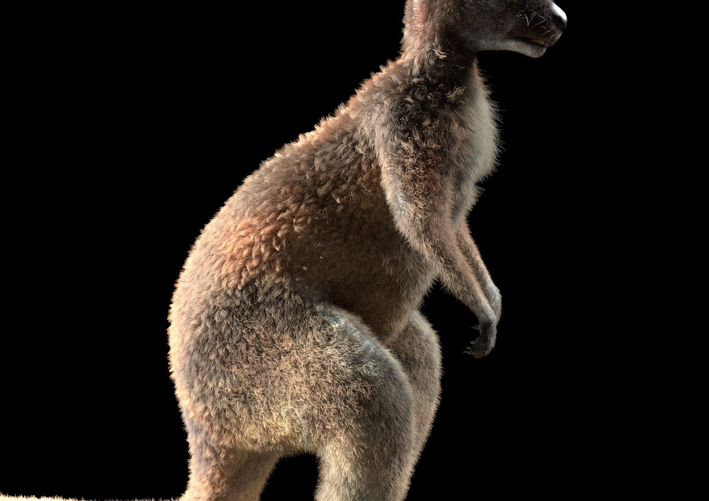 ArtStation Kangaroo Hair Fur Rigged Animal Resources