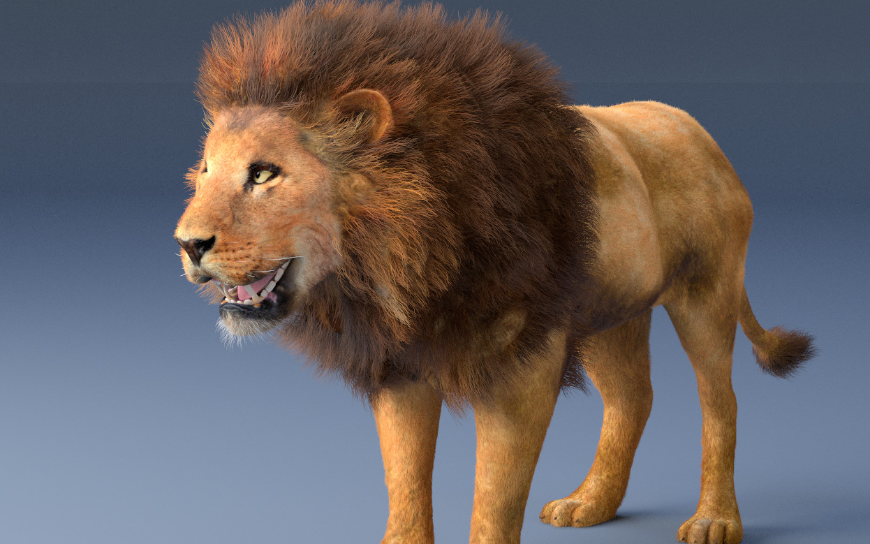 ArtStation African Lion Hair Fur Rigged Animal Resources