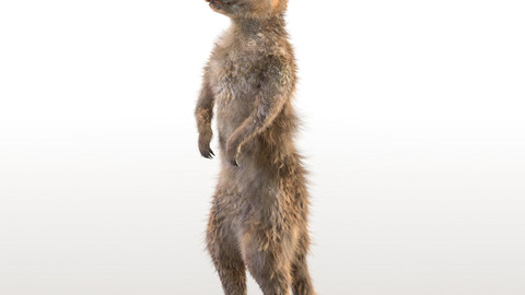 Meerkat Hair Fur Rigged Animal