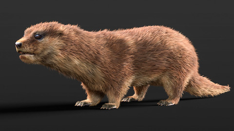 Otter Rigged Hair Fur Animal