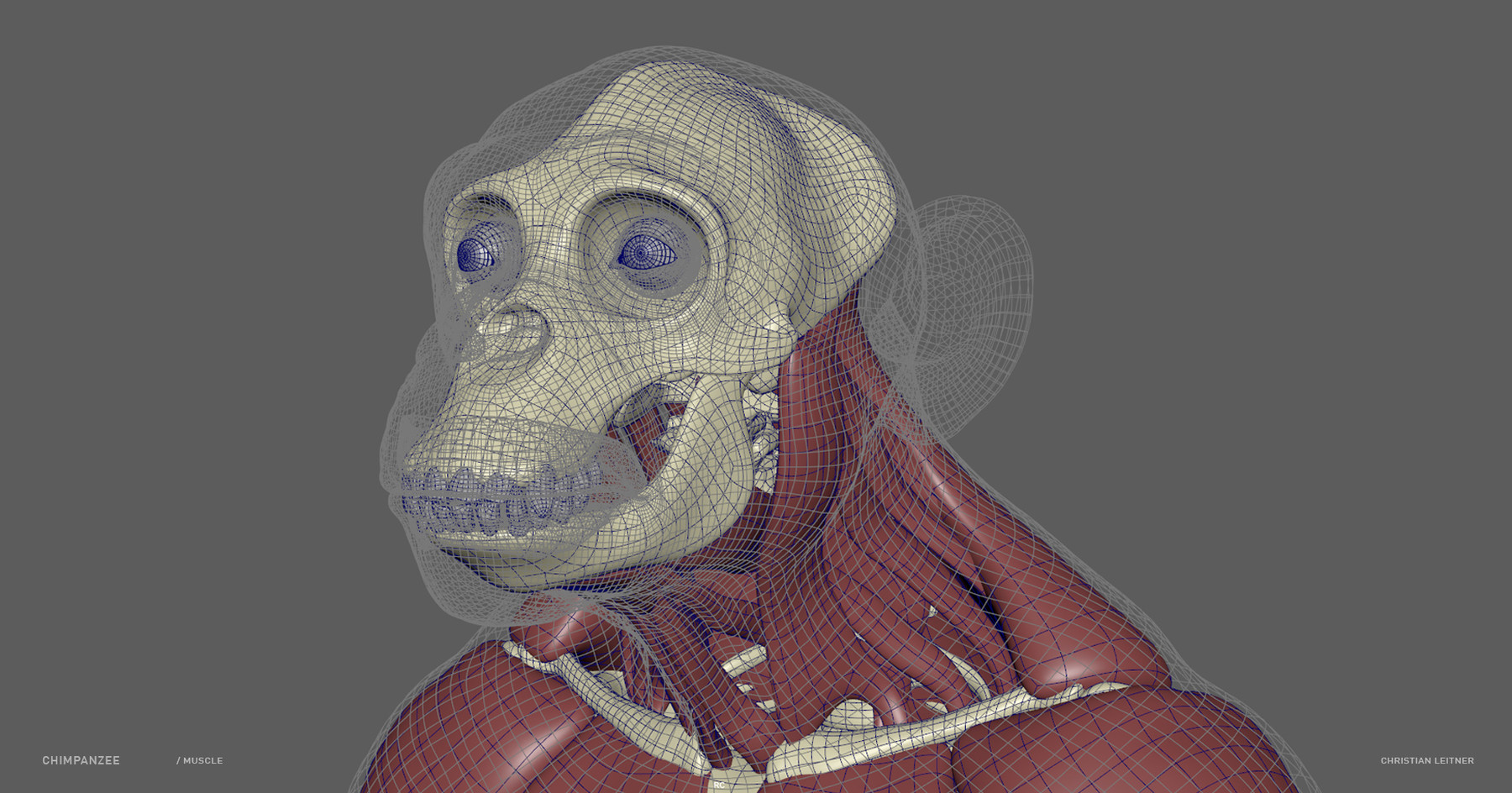 ArtStation - MONKEY - Chimpanzee – sculpt/retopology/skeleton/muscles/uvs