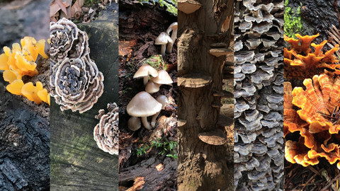 References: Assorted Fungi