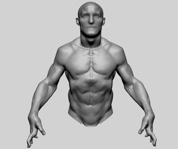 ArtStation - Upper Body Sculpting | Resources