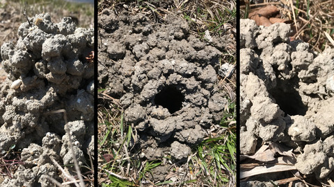 References: Crayfish Burrows