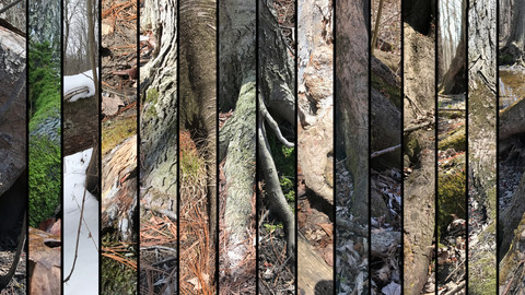 References: Tree Roots