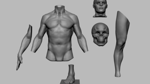 Anatomy Sculpting Parts