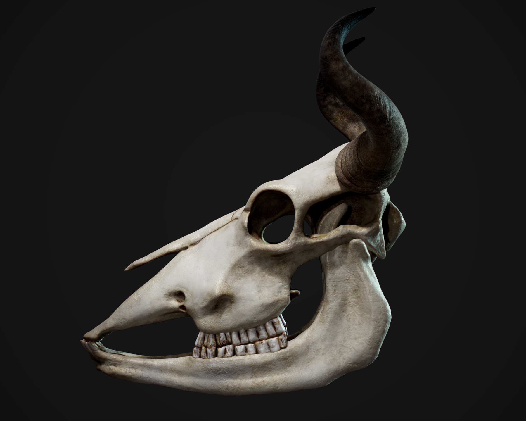 ArtStation - Anatomically Accurate Bull Skull | Resources