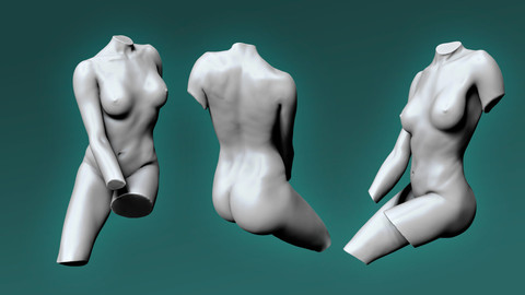 Female Anatomy Study