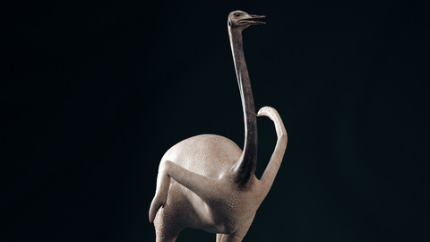 Realistic 3D model of Ostrich