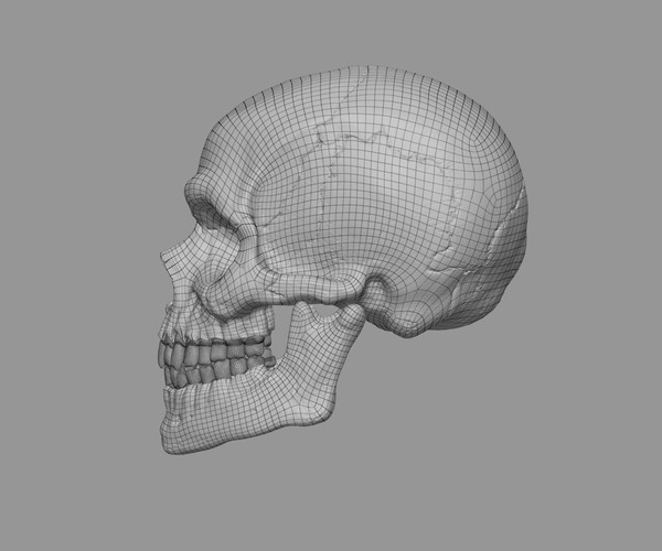 ArtStation - Skull-Detailed | Resources