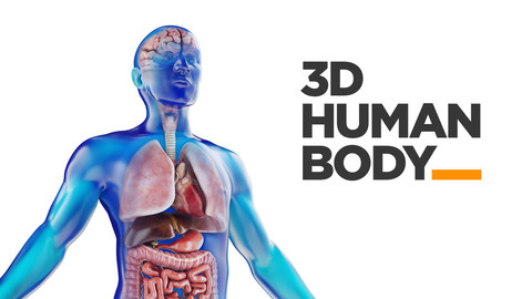 Human Male anatomy model with internal organs with 4K textures