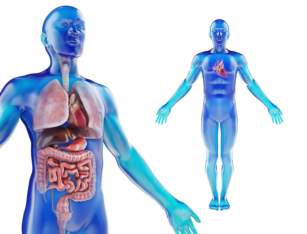 ArtStation - Human Male anatomy model with internal organs with 4K